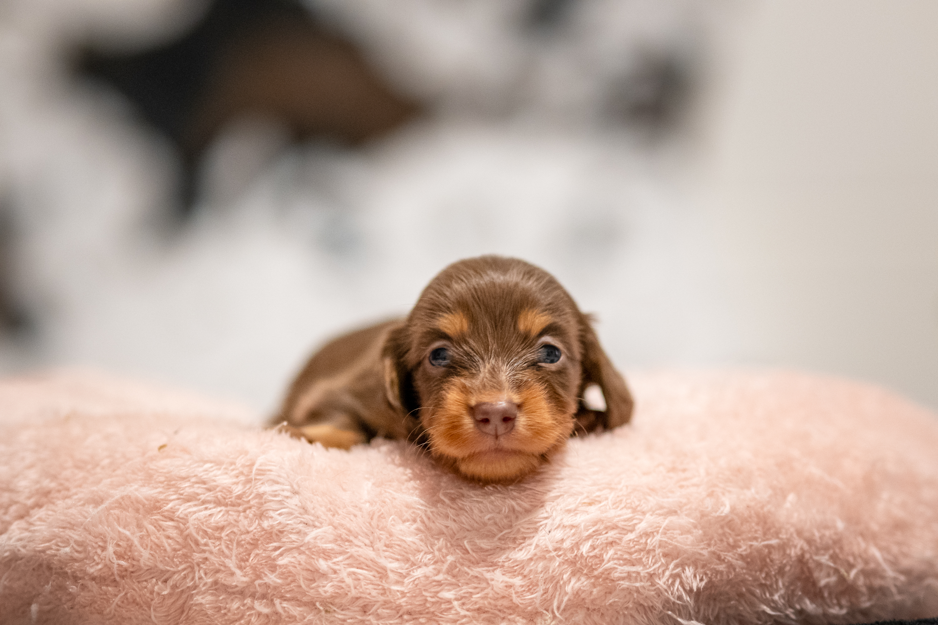 CUCCIOLO bassotto maschio PELO CORTO