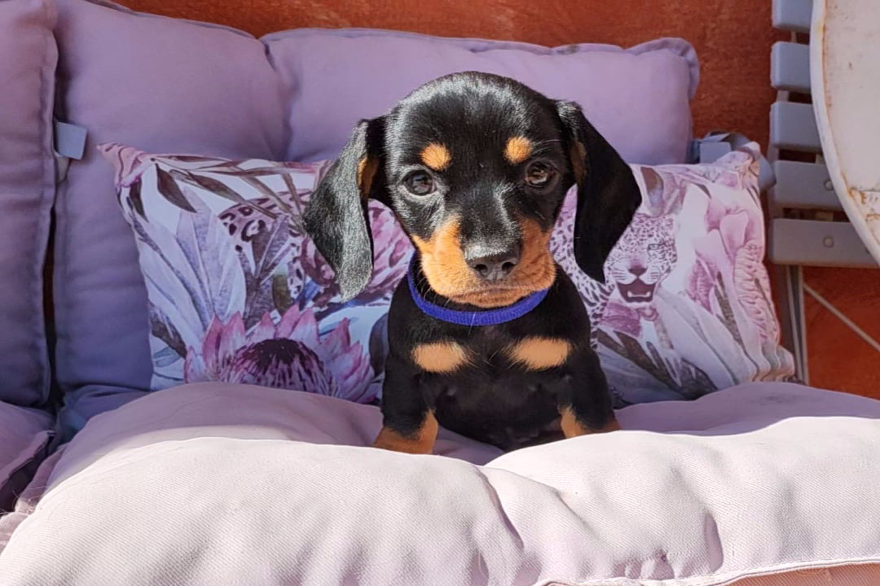 CUCCIOLO bassotto maschio PELO CORTO